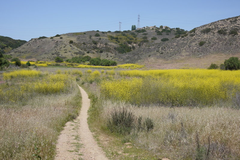 Mustard bloom in Los Peñasquitos Canyon.