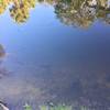 Gopher tortoises bob along in the creek near the Boardwalk Nature Trail.