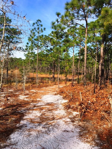 White-sand trails await in Carolina Beach State Park.