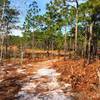 White-sand trails await in Carolina Beach State Park.