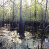 Fat cypress grow in the swamp alongside the trail.