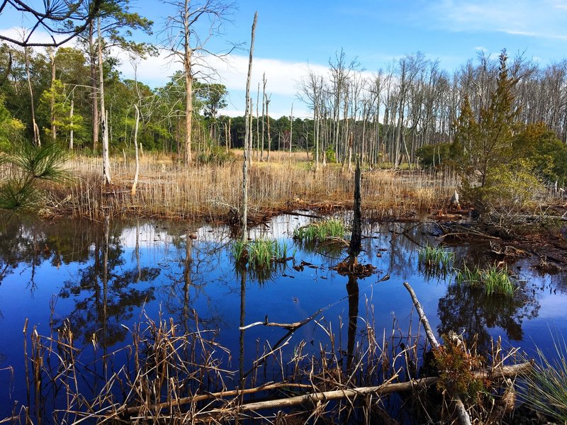 A blue sky reflects off of black waters.