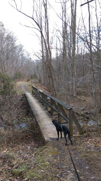 An even-larger footbridge on the Daniel Boone Trail peaks Fido's interest.