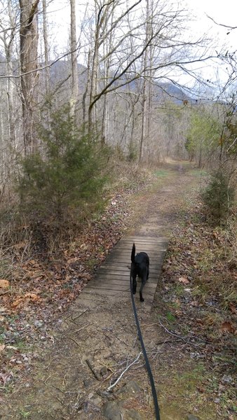 A small footbridge keeps Fido's feet dry on the Daniel Boone Trail.