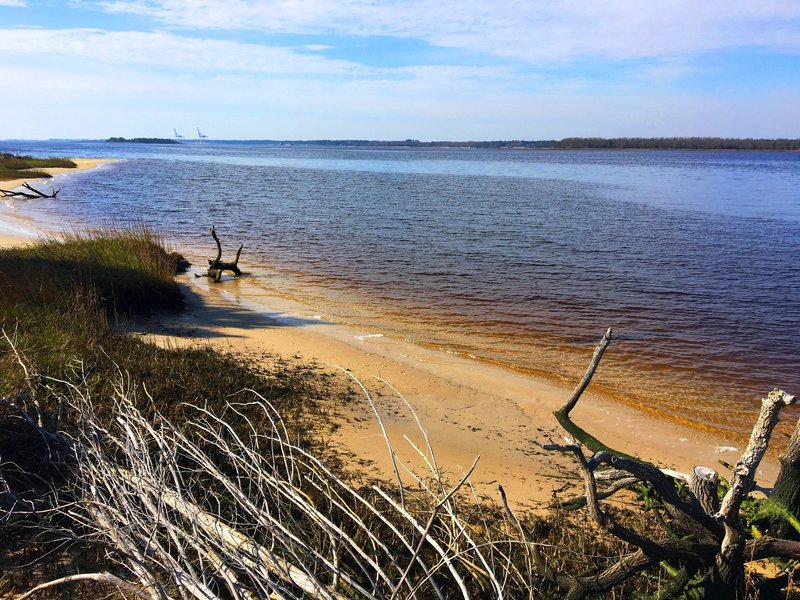 From this viewpoint, you'll encounter a great look at the tannin-rich waters of the Cape Fear River.