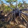 Upturned trees sit alongside the Cape Fear River on Oak Toe.