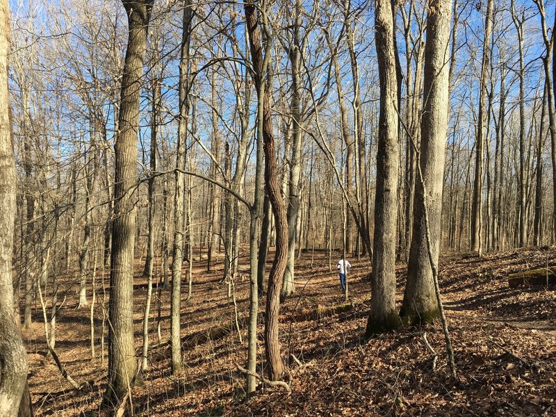 Shannon leads the pack on the Big Hollow Trail North Loop.