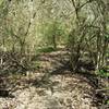 The Caddo Trail is lovely and shaded through this section.