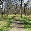 This is a typical trail in the hardwood river-bottoms of the nature preserve.