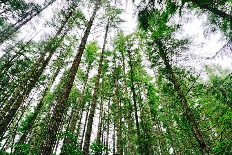 Fresh air awaits amongst a canopy of trees surrounding the Gold Creek Trail. But be ready for a workout – this trail feels like a Stairmaster!