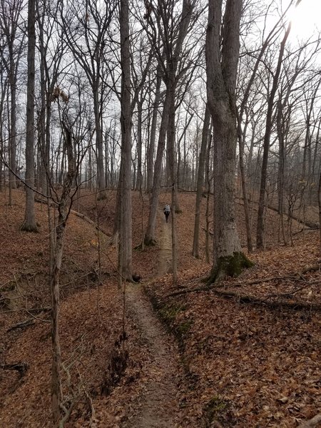 Walking the lonely forest path leads to quiet reflection.