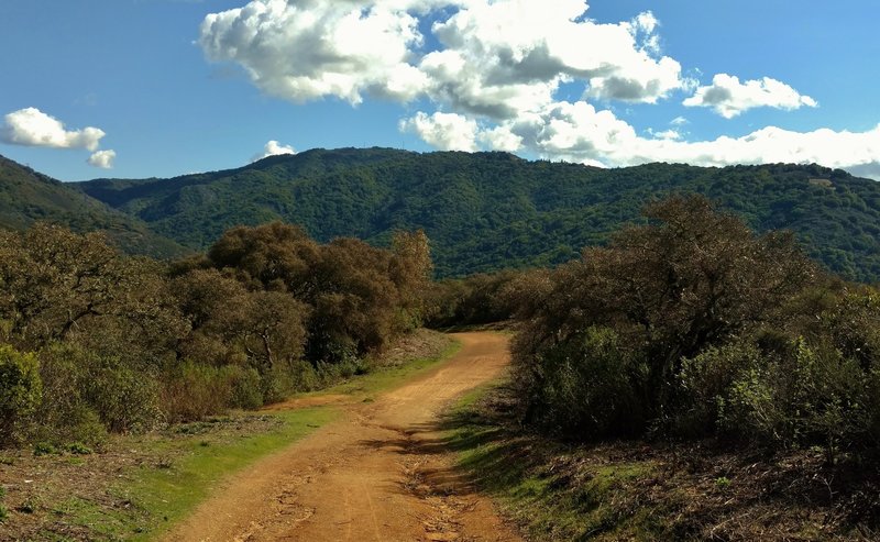 Climbing into the Santa Cruz Mountains on Priest Rock Trail, enjoy this view of Mt. Thayer, the highest point in the distance.