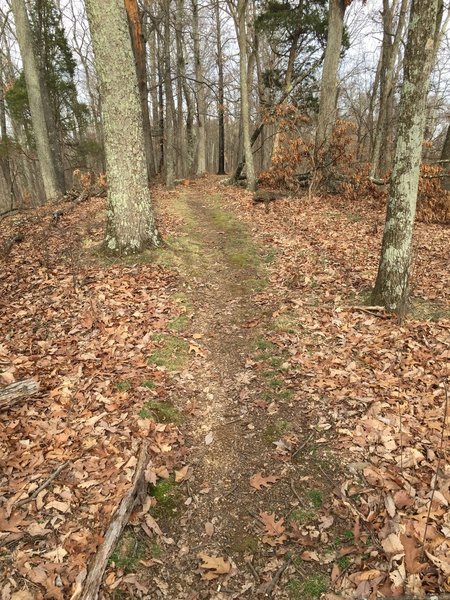 Hardwoods grow densely on the ridge.