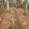 Hardwoods grow densely on the ridge.