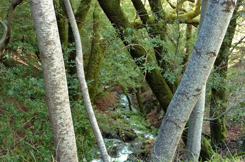 The Limekiln Trail crosses this small creek, which can flood with wintertime rains.