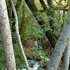 The Limekiln Trail crosses this small creek, which can flood with wintertime rains.