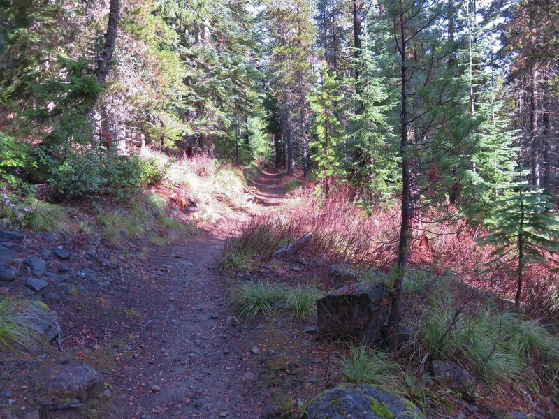 The Upper Twin Lakes Trail is less crowded than others in the area and gives you more chance of finding huckleberries in late summer. Photo by Yunkette.