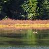 Mallards float along the surface of Upper Twin Lake. Visit this popular destination during the fall, or mid-week in the summer, to get away from the crowds. Photo by Yunkette.