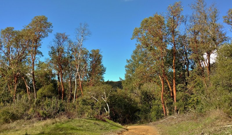 Is this manzanita in tree form? It was found high on the Limekiln Trail.