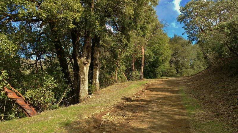 This spot on the Limekiln Trail marks the approaching Kennedy Trail and Woods Trail junction high in the Santa Cruz Mountains.