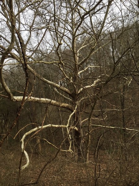 A massive sycamore grows near the site of an old blacksmith shop.