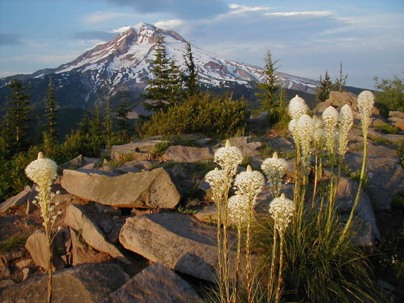 The Zigzag Mountain Trail travels near the site of an old fire lookout. Photo by Jerry Adams.