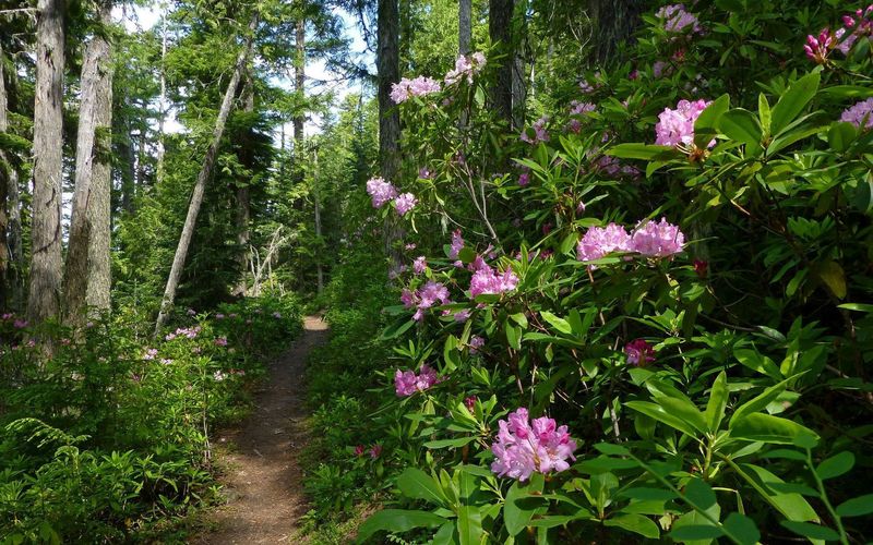 Rhododendrons bloom beautifully in June along the Timberline Trail between Ramona Falls and Yokum. Photo by Karl E. Peterson.