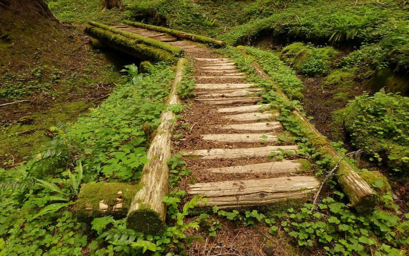 A corduroy-crossing aids your passage through a wet area on the Timberline Trail. Photo by Karl E. Peterson.