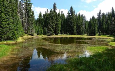 A small pond greets you along the Yokum Ridge Trail at about 5165' elevation. You may see wildlife here. If you're looking to filter water, check out the flowing stream 200' above. Photo by Karl E. Peterson.