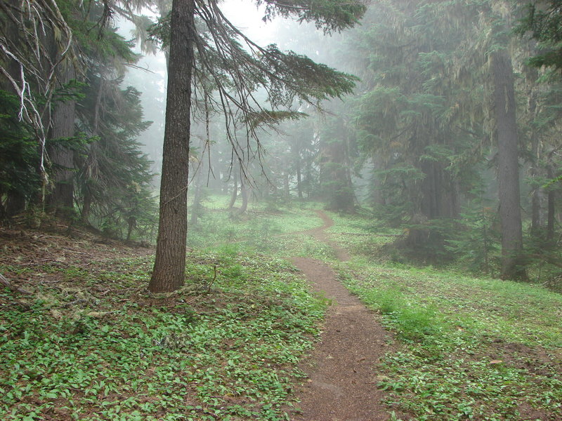 The Yokum Ridge Trail is a gradual-but-steady climb, gaining 2500 feet from Ramona Falls. Photo by Yunkette.