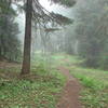 The Yokum Ridge Trail is a gradual-but-steady climb, gaining 2500 feet from Ramona Falls. Photo by Yunkette.