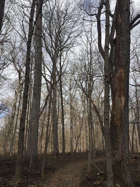 Winter offers peaceful, quiet woodlands along the Tuliptree Trail.