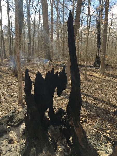 Some fired remains still stand on the Tuliptree Trail.