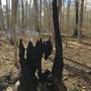 Some fired remains still stand on the Tuliptree Trail.