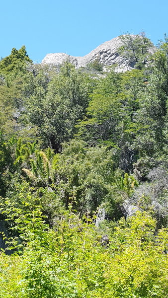 The route to the Col is through dense undergrowth.