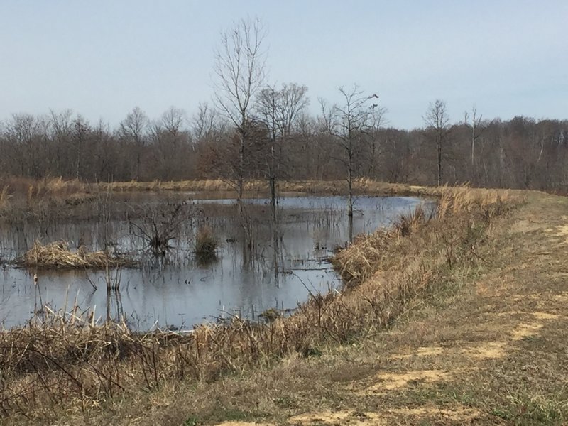 Walking the dams along Massey Trail, enjoy this nice view of the water.