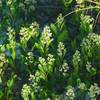 Gopher Apple (Licania michauxii) grows in the dune vegetation along the trail.