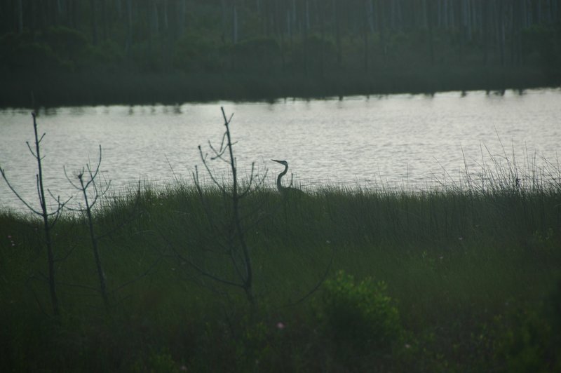 A Great Blue Heron forages along the banks of Gator Lake.