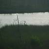 A Great Blue Heron forages along the banks of Gator Lake.