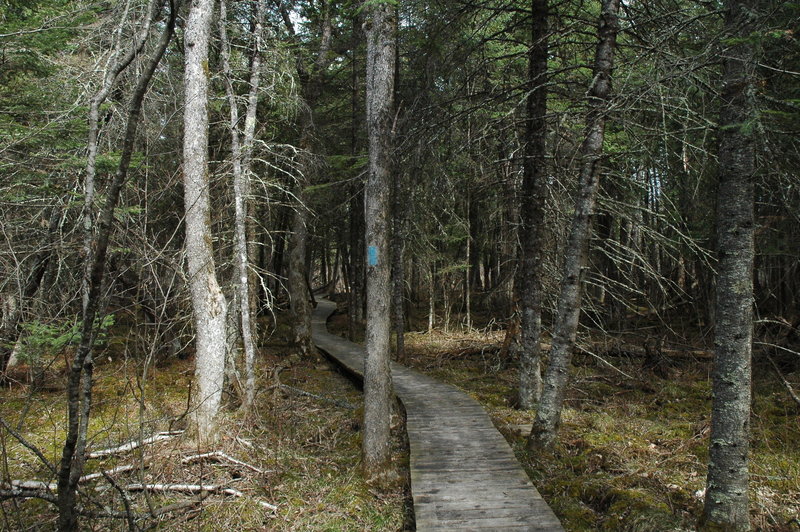 Brule Bog Boardwalk offers dry passage through this portion of the North Country Trail.