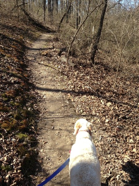 Jack's Loop is a great place to go for a walk with #sirwinstionlimones.