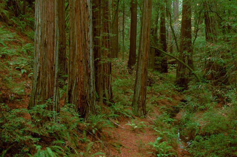A lush redwood grove stands along the Steep Ravine Trail.