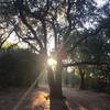 This tree marks a popular turnaround point about 2.4 miles into the Kennedy Trail from the northern parking area.