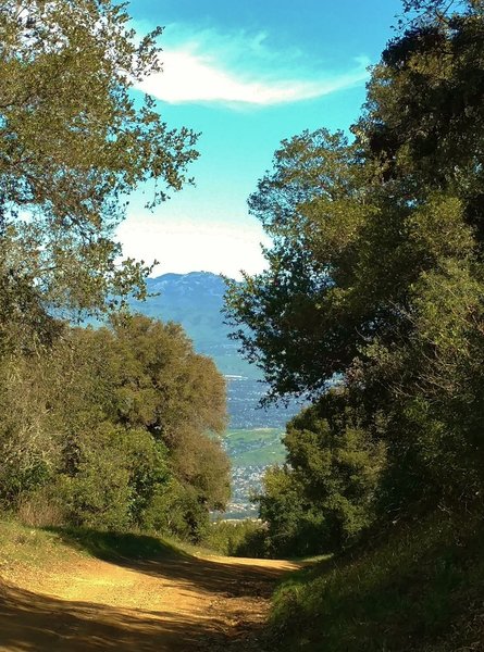 Looking northeast on Kennedy Trail, Mt. Hamilton (4,265 ft.) stands in the distance with San Jose peeking through the trees below.