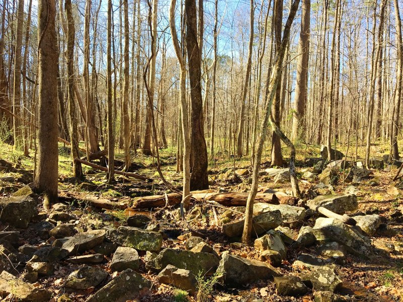 A rocky tributary serves as your trailside companion along OWASA Corridor.