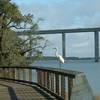 The trail's boardwalk occasionally sports feathered friends!