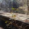 Many bridges on the 4C National Recreation Trail pass small ponds.