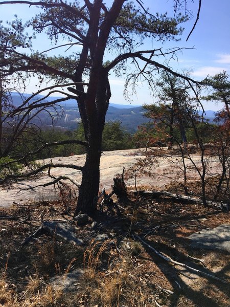 Gnarled pines stand along the Hollow Rock Trail.