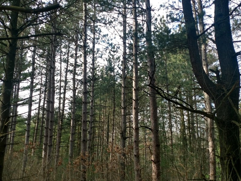 Enjoy a beautiful pine forest before reaching the road crossing on Hickory Ridge Hike & Ski Trail.