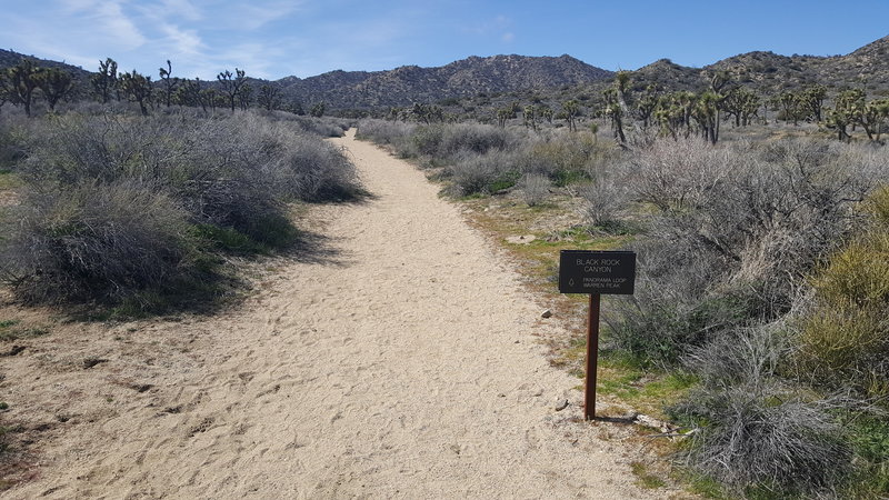 Look for this sign marking the trail heading up the wash. Most of the trail is sand (as seen here).